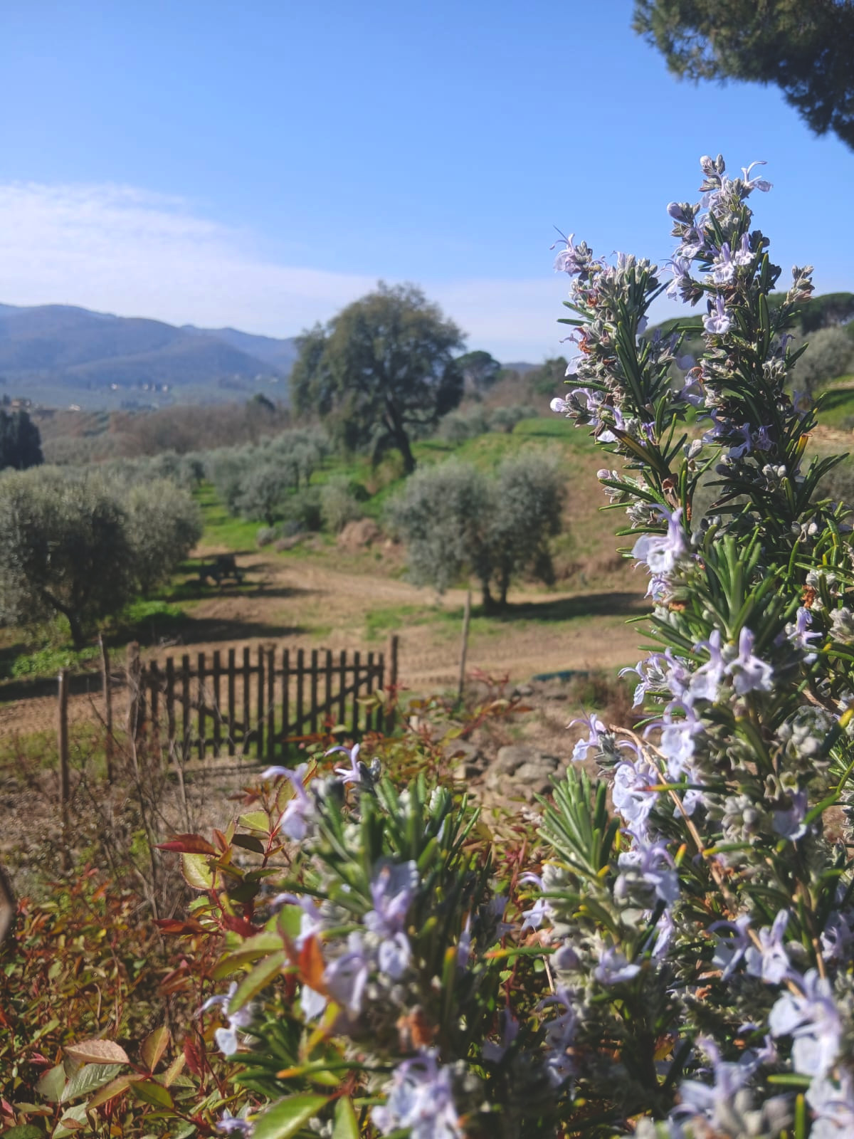 Peaceful moment under almond tree